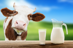 Le lait de vache