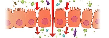 proteine gliadine